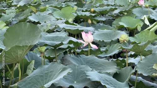 plants of indian lotus in a pond in monsoon. they grow so fast in pond in water. also known india's national flower