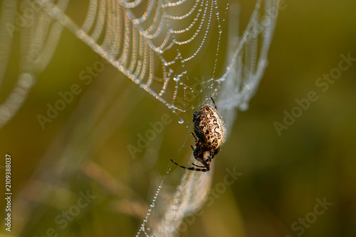 European garden spider on an intricate web covered in morning dew drops