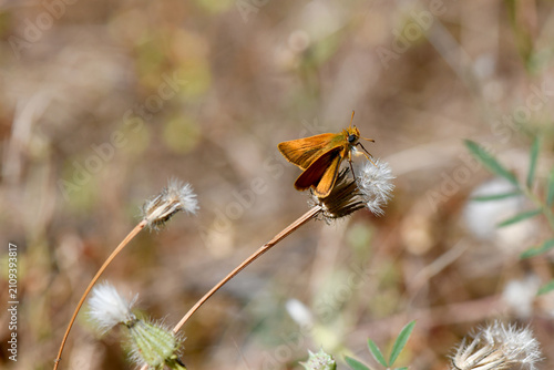 Foto Macro photo of a small orange skipper butterfly resting on a white feathery seed head in a dry wild meadow under sunny daylight