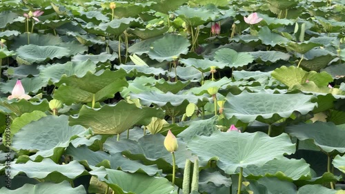 plants of indian lotus in a pond in monsoon. they grow so fast in pond in water. also known india's national flower
