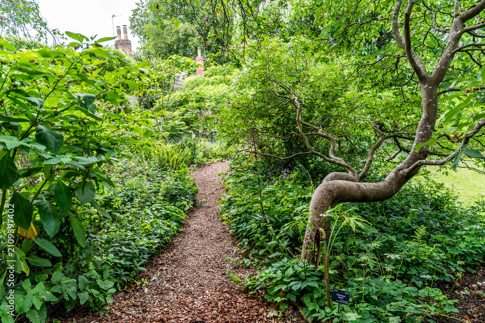 Obraz premium Lush vegetation in the University of Oxford Botanic Garden, the oldest botanic garden in Britain, founded in 1621, Oxford, England, UK. 