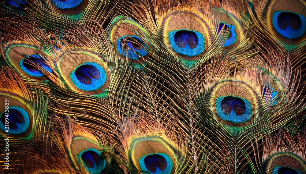 Fototapeta premium Close Up Of Vibrant Blue And Gold Peacock Feathers With Intricate Details