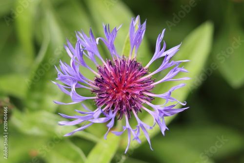 Canvastavla Perennial cornflower or centaurea montana flower