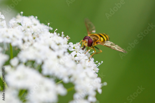 Yellow hoverfly perches on delicate white flowers