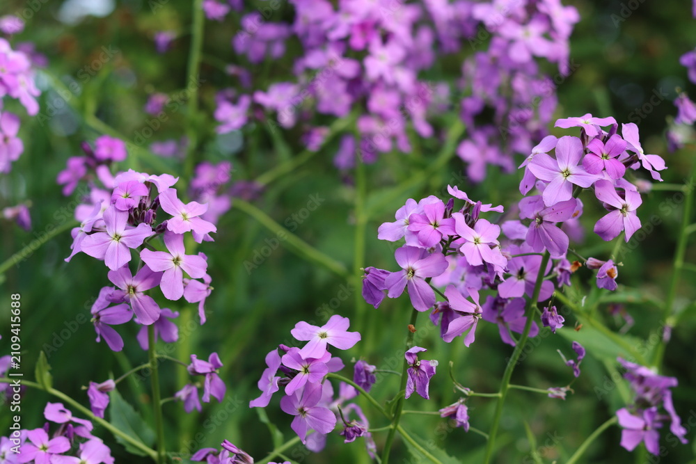 Fototapeta premium Pink sweet rocket, dames rocket or hesperis matronalis, growing in a meadow