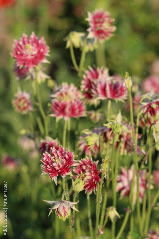 Obraz premium Aquilegia Nora Barlow - spherical pink and white double flower heads