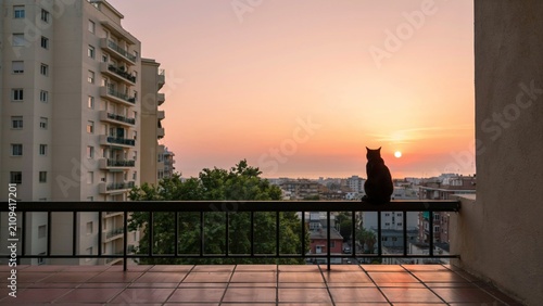 cat in the sunset