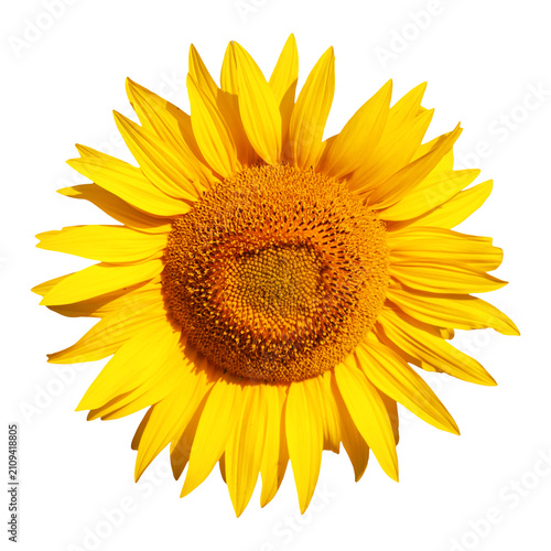 Photograph of a yellow sunflower showing vivid petals and a textured seed hea...
