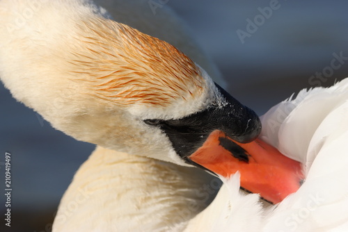 Fotografía Mute swan preening its feathers