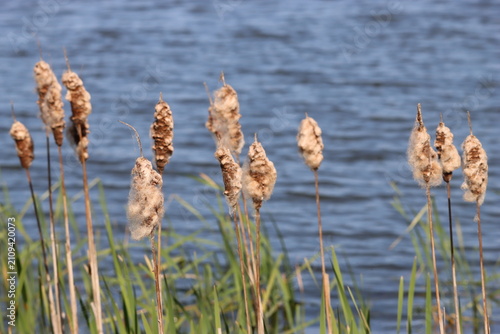 Foto Fluffy bulrush heads at the edge of a lake in spring