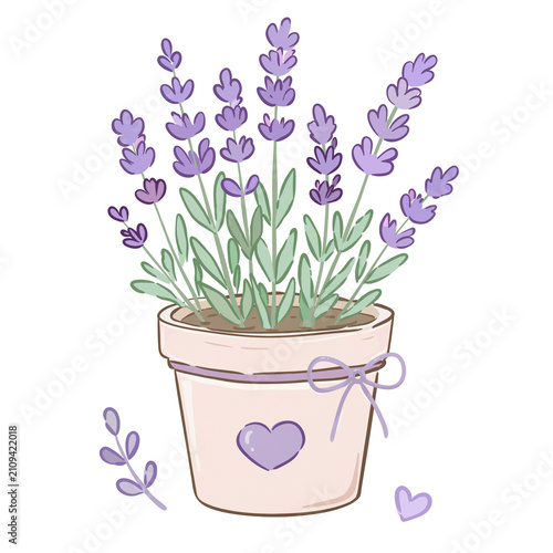 lavender flowers in pot