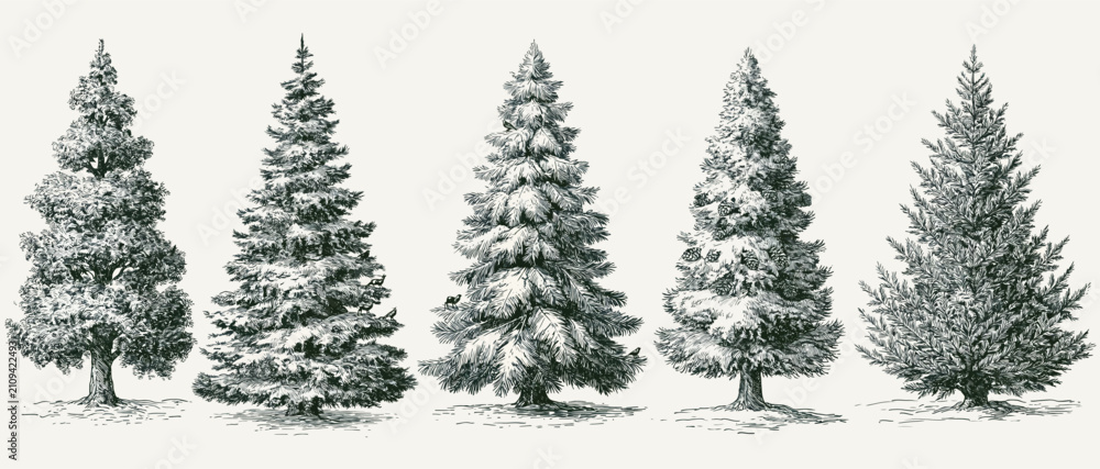 Fototapeta premium Snow Covered Evergreen Pine Tree Collection Winter Forest Illustration.