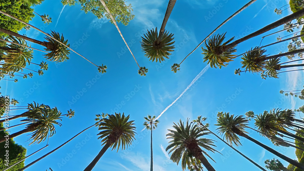 Fototapeta premium Tall Palm Trees Framing a Bright Blue Sky. Upward view of tall palm trees framing a vivid blue sky crossed by white airplane contrails.