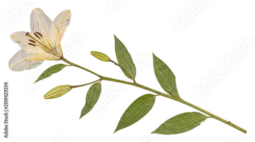 Canvastavla Elegant single pressed white lily flower with intricate stem and budding leaves for sophisticated botanical art