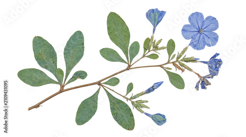 Fotografía Exquisitely pressed blue plumbago plant specimen, displaying vibrant delicate flowers and detailed green leaves