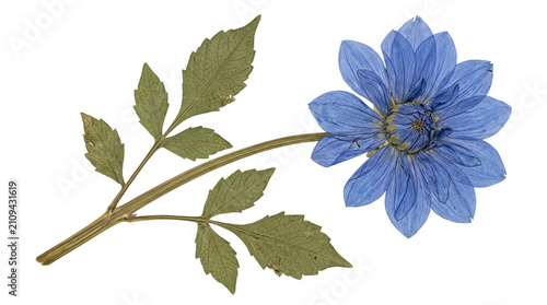 Foto Preserved blue dahlia flower with subtle texture and green leaves, isolated on a transparent background