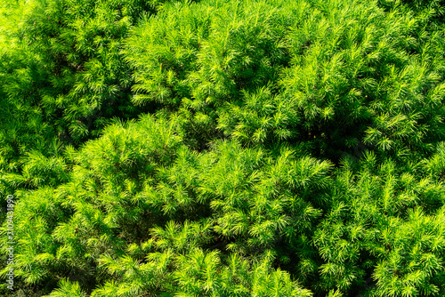 Vibrant green Canadian spruce (Picea glauca 'Conica') with soft, feathery needles forming compact, pyramidal shape. Ideal for gardens or landscaping