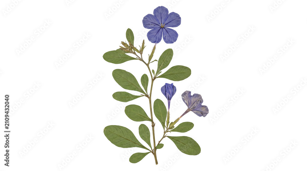 Obraz premium Preserved blue plumbago plant stem with vibrant flowers and developing buds, flanked by distinctive green leaves.