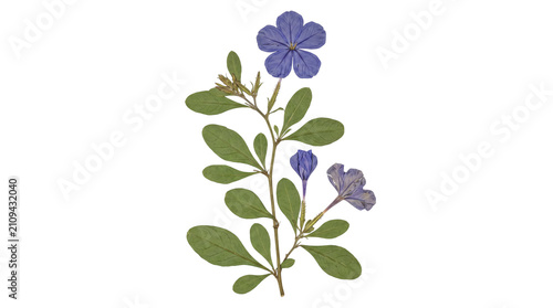 Foto Preserved blue plumbago plant stem with vibrant flowers and developing buds, flanked by distinctive green leaves