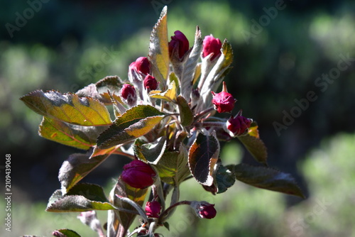 Flowering branch