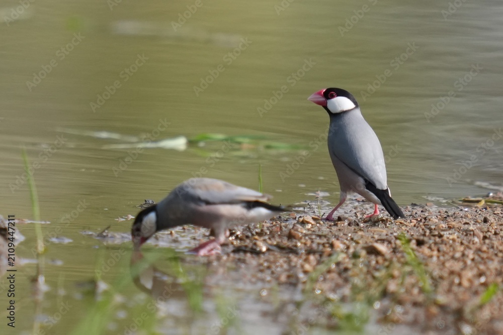 Obraz premium The Javanese sparrow lives in the wild in Thailand.