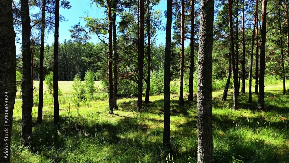 Fototapeta premium Tall pine trees standing amidst vivid green grass and underbrush under bright blue sky