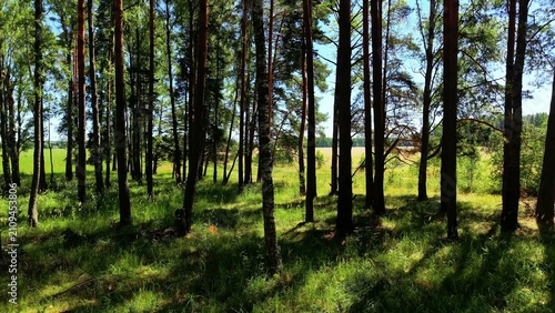 Tall pine trees standing in a vibrant green forest landscape under bright blue sky