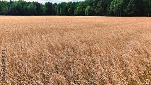 Foto Golden wheat stalks swaying gently in the breeze of a sunny summer field