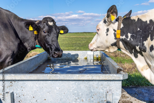 Cows drinking from water reservoir in the field, drool mouths, cattle tags