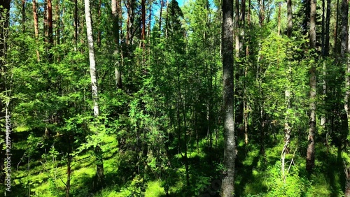 Foto Lush green foliage and tree trunks in vibrant forest under bright blue sky