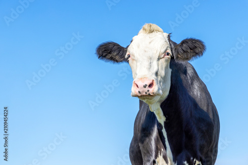 Cuadro en lienzo Cute cow black and white, milker cattle, pink nose, blue sky, copy space