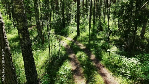 Bild auf Leinwand Pathway winding through lush green forest with tall trees and scattered sunlight