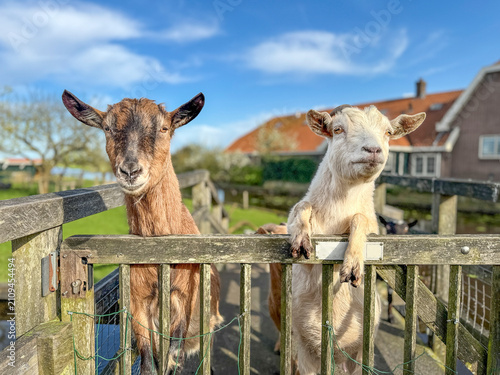 Two goat climbing on top of the pen, sassy looking for eye contact, blue sky