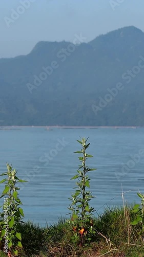 Spear-leaved orache overlooking World Heritage Miyajima and Seto Inland Sea at dawn, Vertical