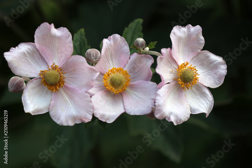 Canvas Print Anemone