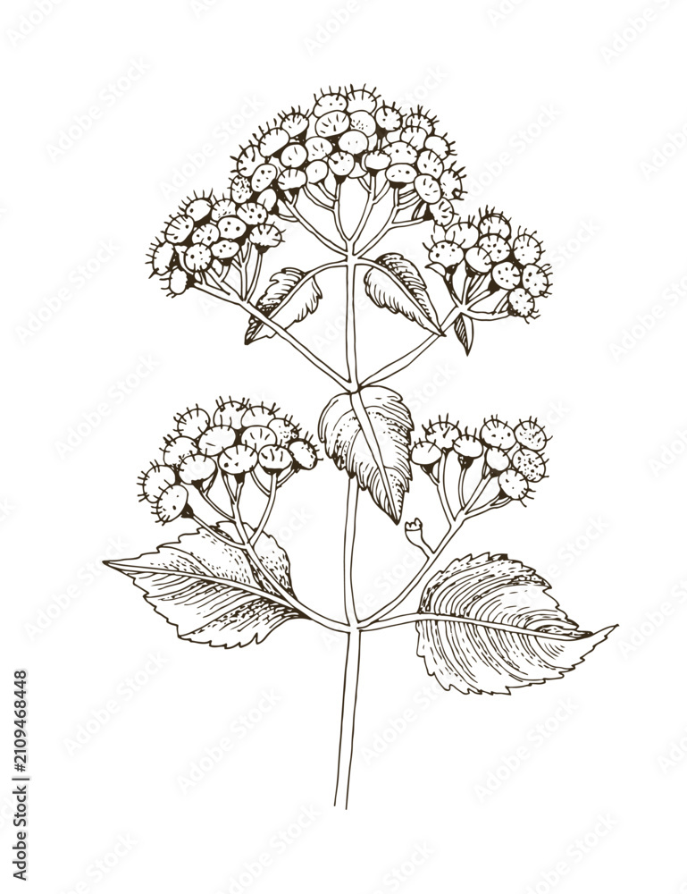 Fototapeta premium White snakeroot hand drawn medicinal plant