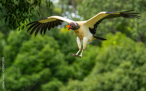 Obraz na plátně Königsgeier (Sarcoramphus papa) am Rio San Carlos