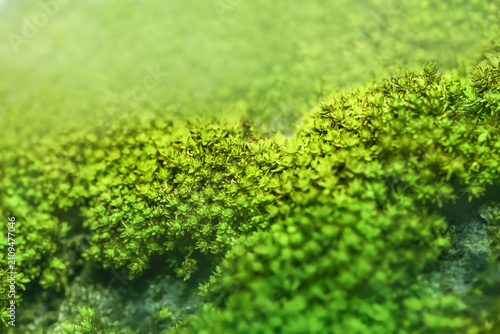 Macro shot of fresh green moss texture on blurred background.