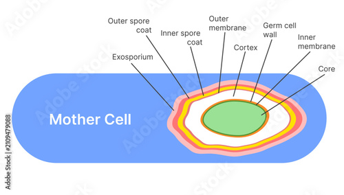 Fotografía Bacterial Endospore Structure Diagram with Labeled Layers Inside Mother Cell