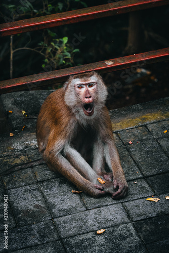 Photography amazed monkey