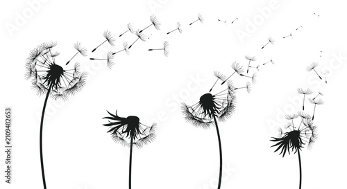 Silhouette of black blowing dandelions with seeds flying in the wind isolated on a plain white background.