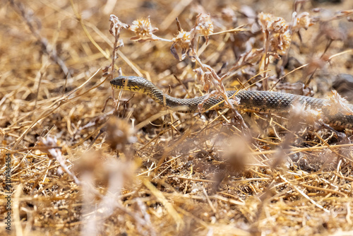 close up of a dry grass