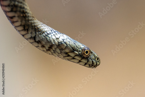close up of a snake