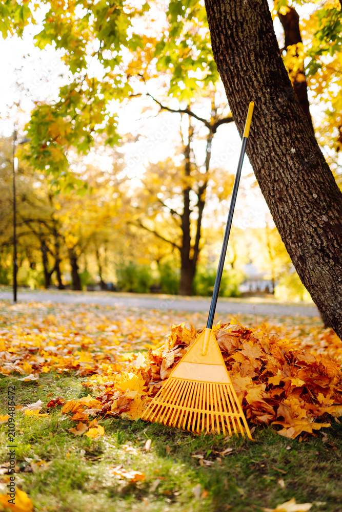 Fototapeta premium Close-up of colored rake stands near tree surrounded by pile of fallen leaves. Autumn leaves lie in pile in clearing in park with yellow rake at sunset. Concepts of cleanup, seasonality, or ecology.