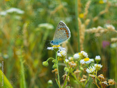 Common blue butterfly on wildflowers in sunlight. Polyommatus icarus close up isolated.