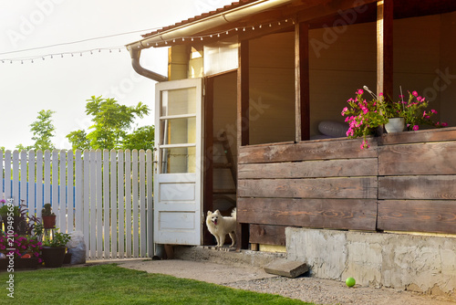 Canvas Print Little dog on a back door of a house with white picket fence in the sunset
