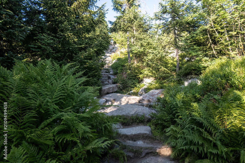Fototapeta premium The Himmelsleiter stone staircase on the ascent to Mount Lusen in the Bavarian Forest National Park, Germany