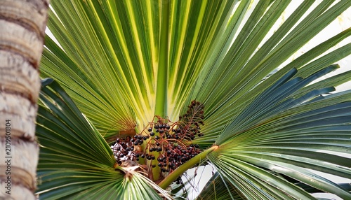 Serenoa Saw Palmetto Plant With Berries