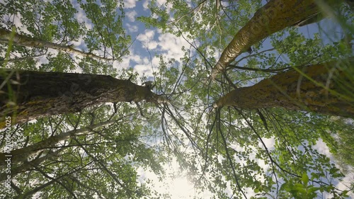 Low angle view of tree canopies with sunlight shining through green leaves against blue sky. Concept of nature, ecology and environmental sustainability
