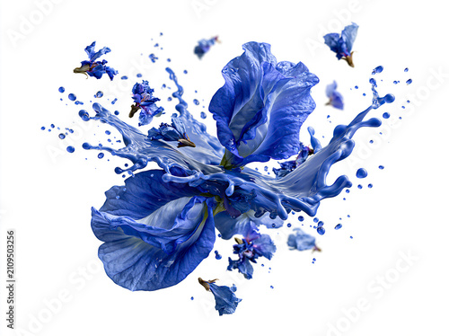 Blue butterfly pea flowers with dynamic blue paint splash isolated on white background